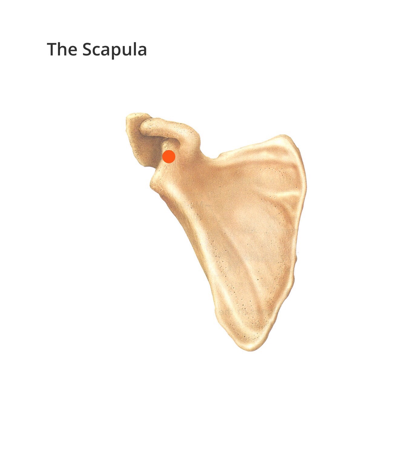 The Appendicular Skeleton Bone Markings Flashcards Memorang The Appendicular Skeleton Bone Markings Flashcards Memorang