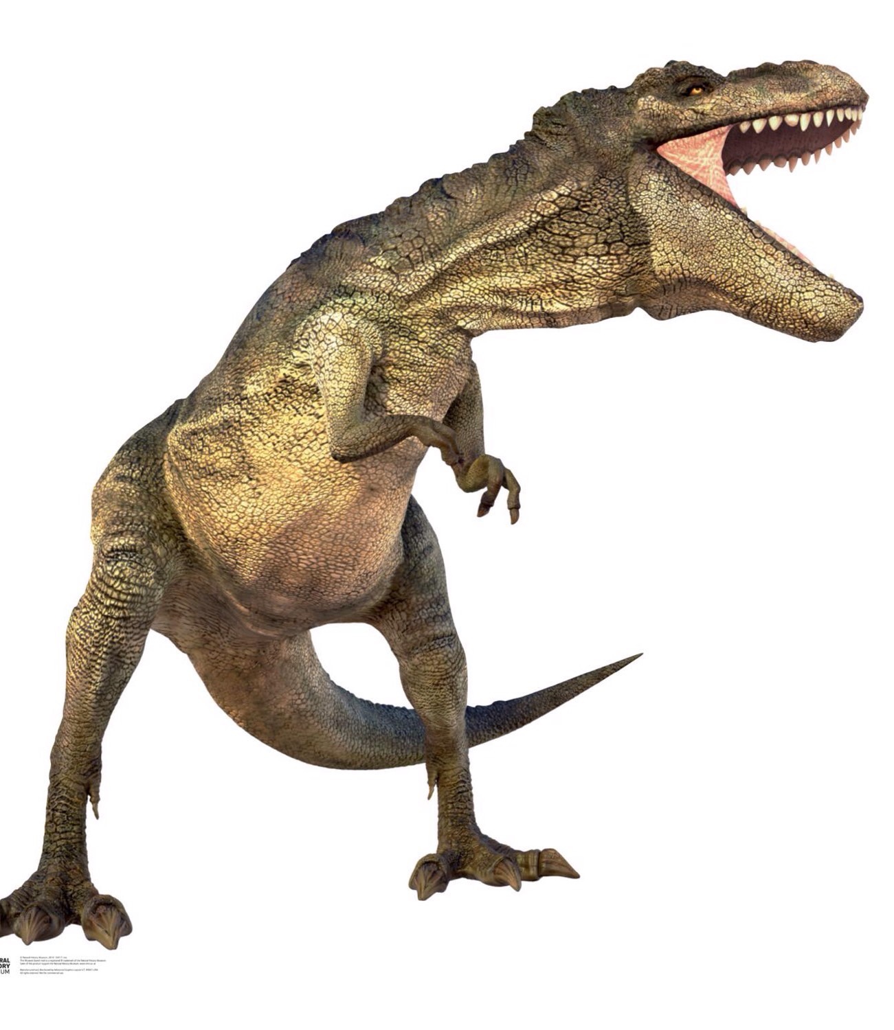 Prehistoric Animals Flashcards Memorang