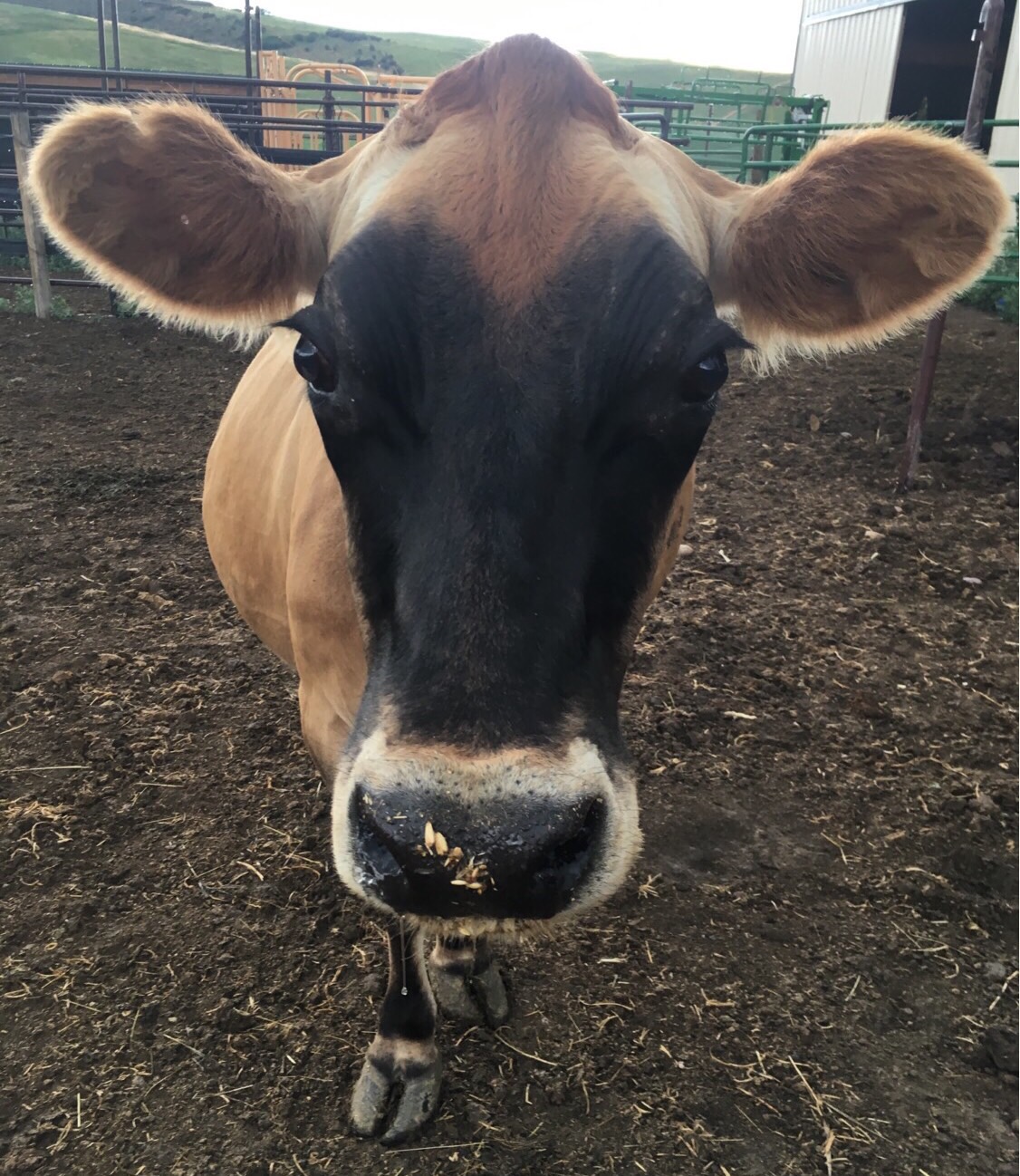 Most Dangerous Game Vocab Flashcards Memorang