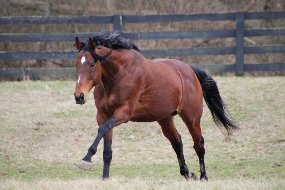 Horse Breeds Flashcards Memorang