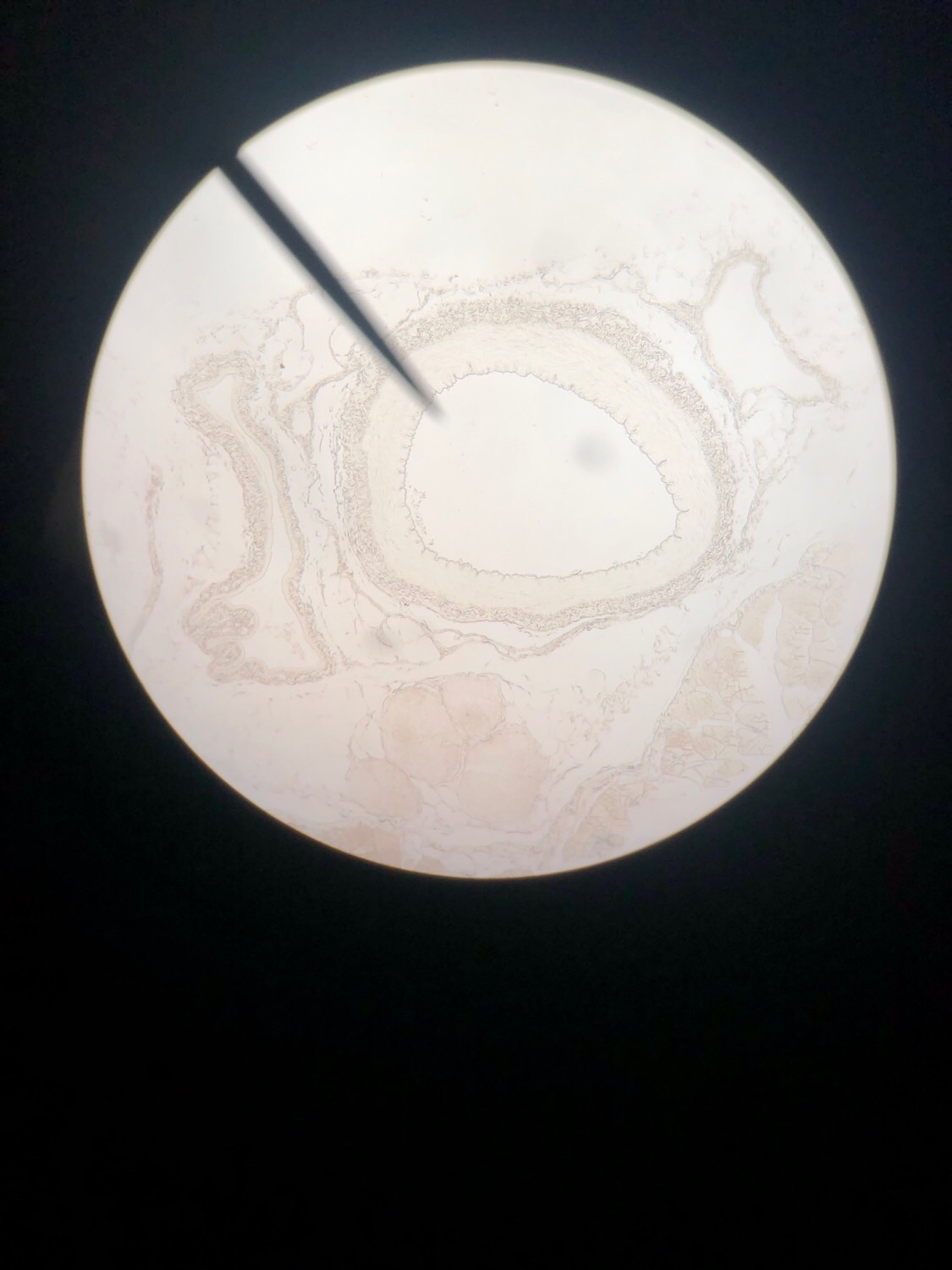 Module 4 Flashcards Memorang