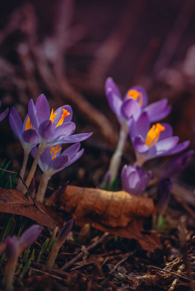 Different Types of Wallpapers!!! Flashcards Memorang