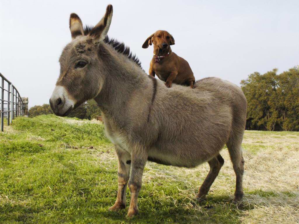 More animals Flashcards | Memorang