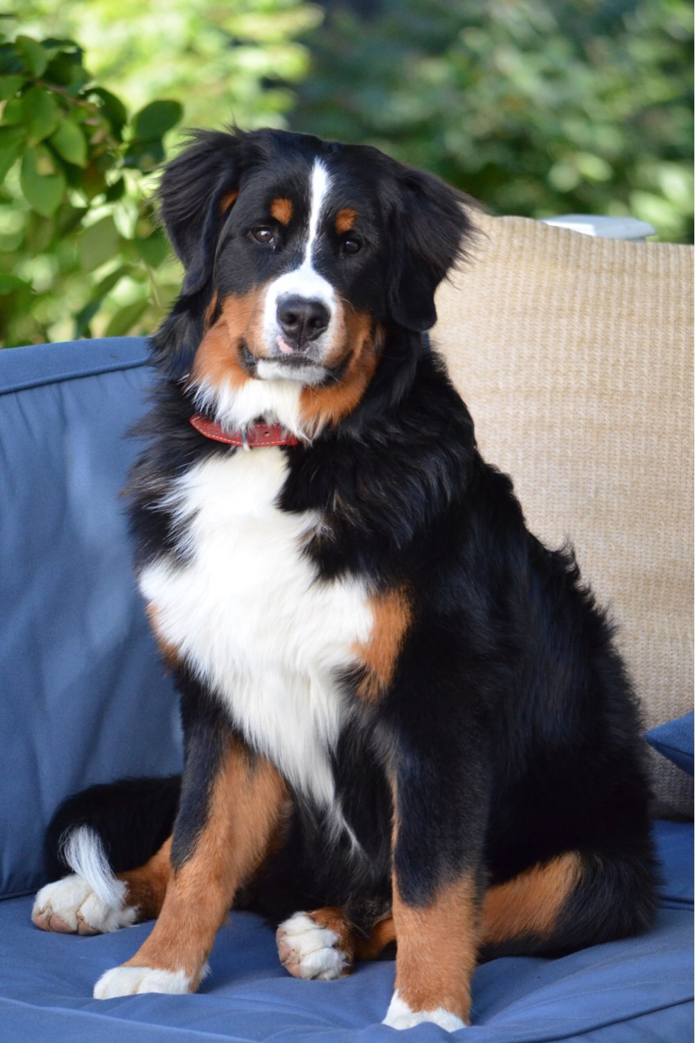 Working Group Dog Breeds Flashcards | Memorang