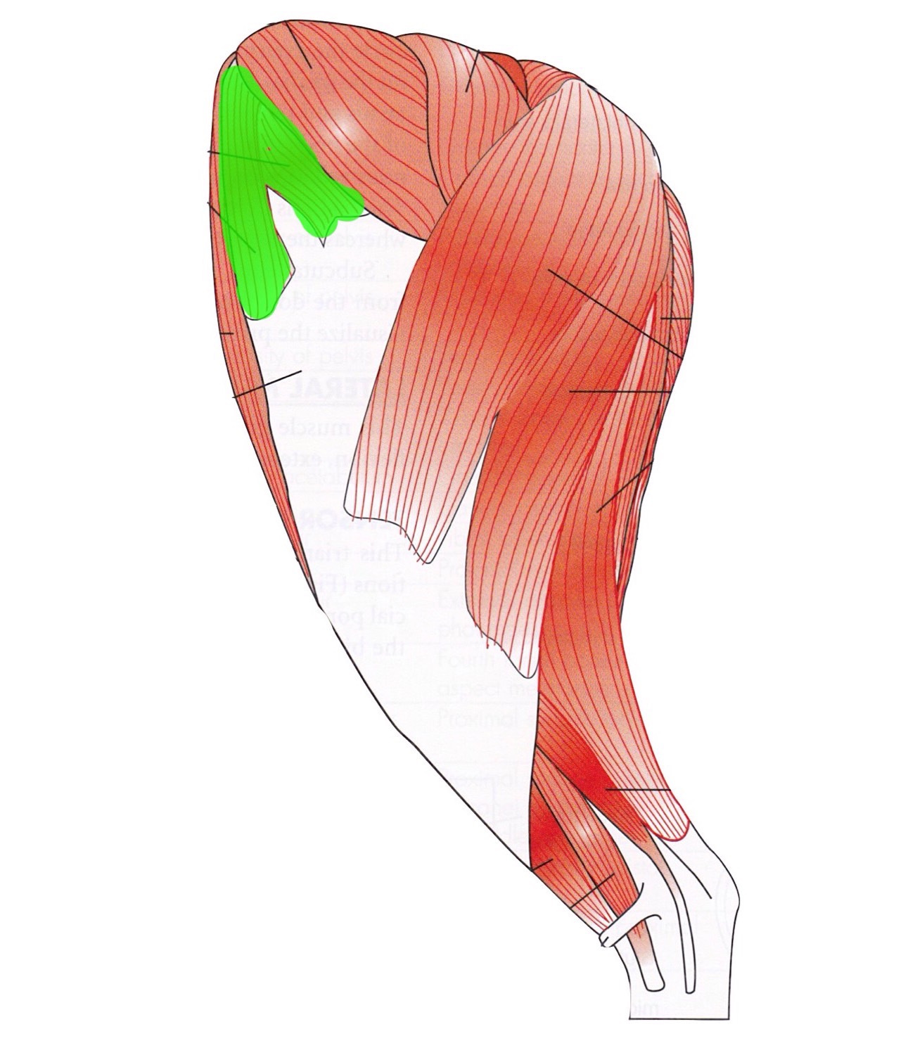 Hind limb muscles Flashcards Memorang