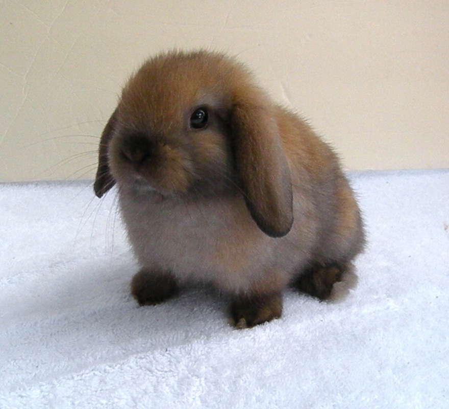 Rabbit breeds Flashcards | Memorang