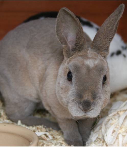 All the rabbit breeds! Flashcards | Memorang