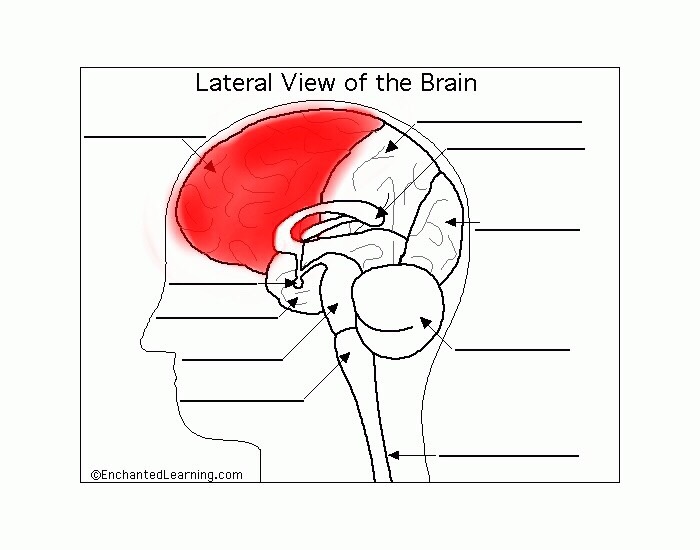Parts of the brain Flashcards Memorang