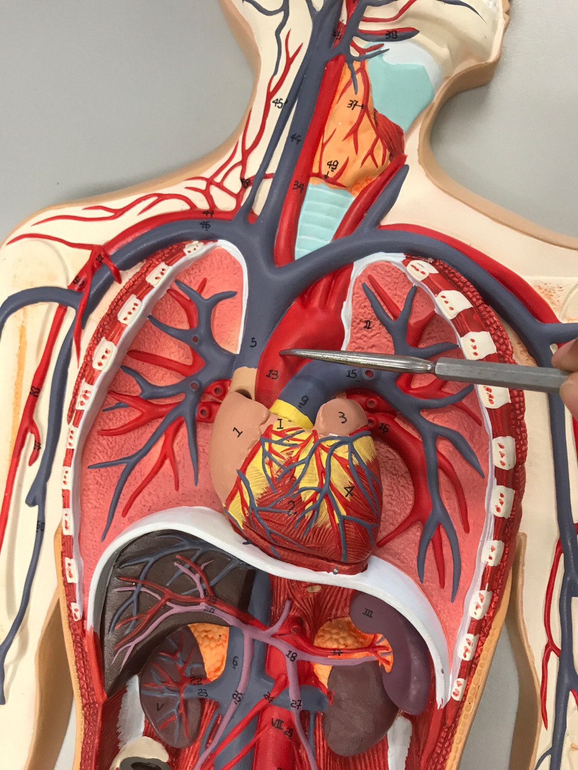 Lab 2 thorax Flashcards Memorang