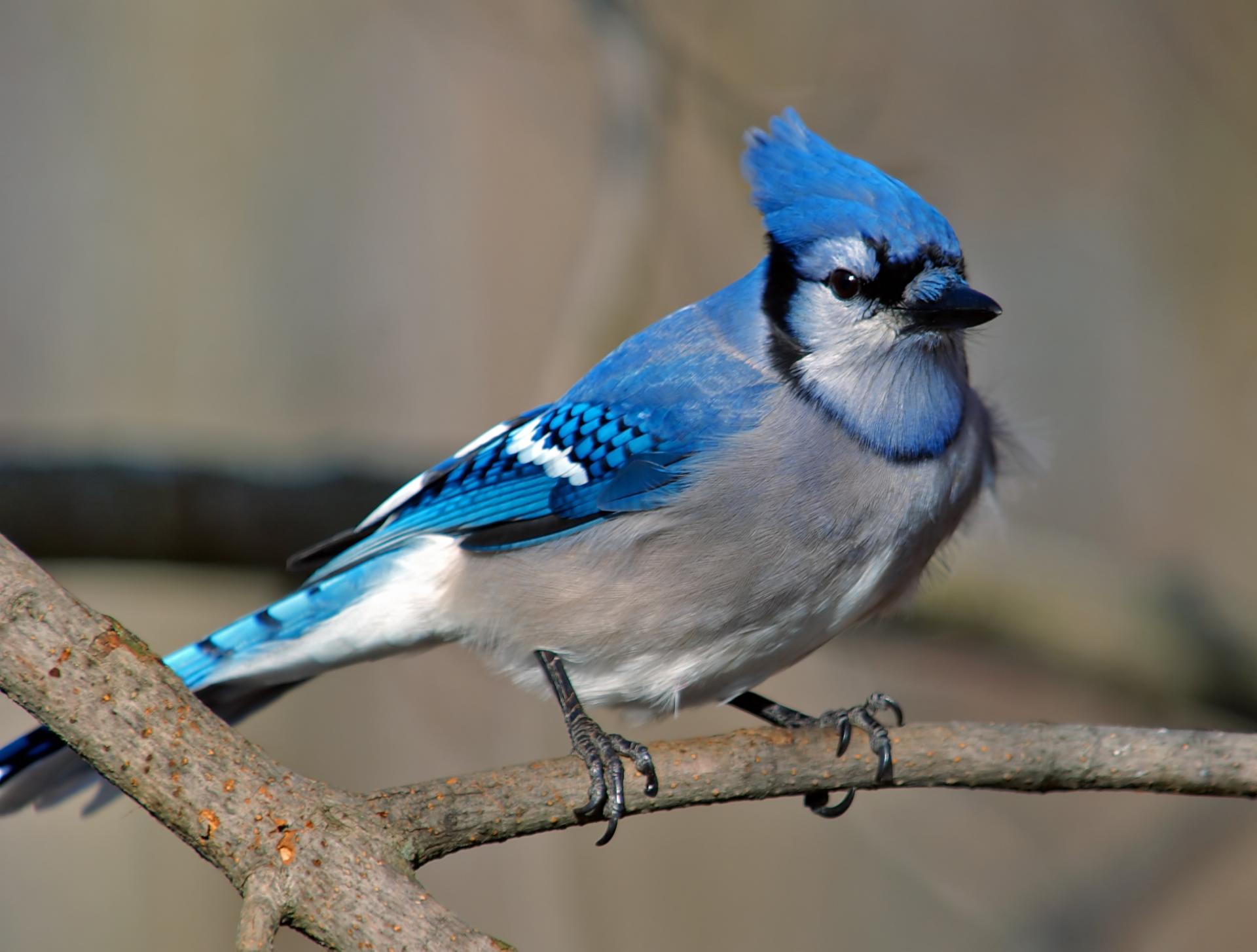 What Color Is A Blue Jay