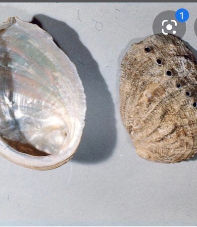 Měkkýši Flashcards Memorang