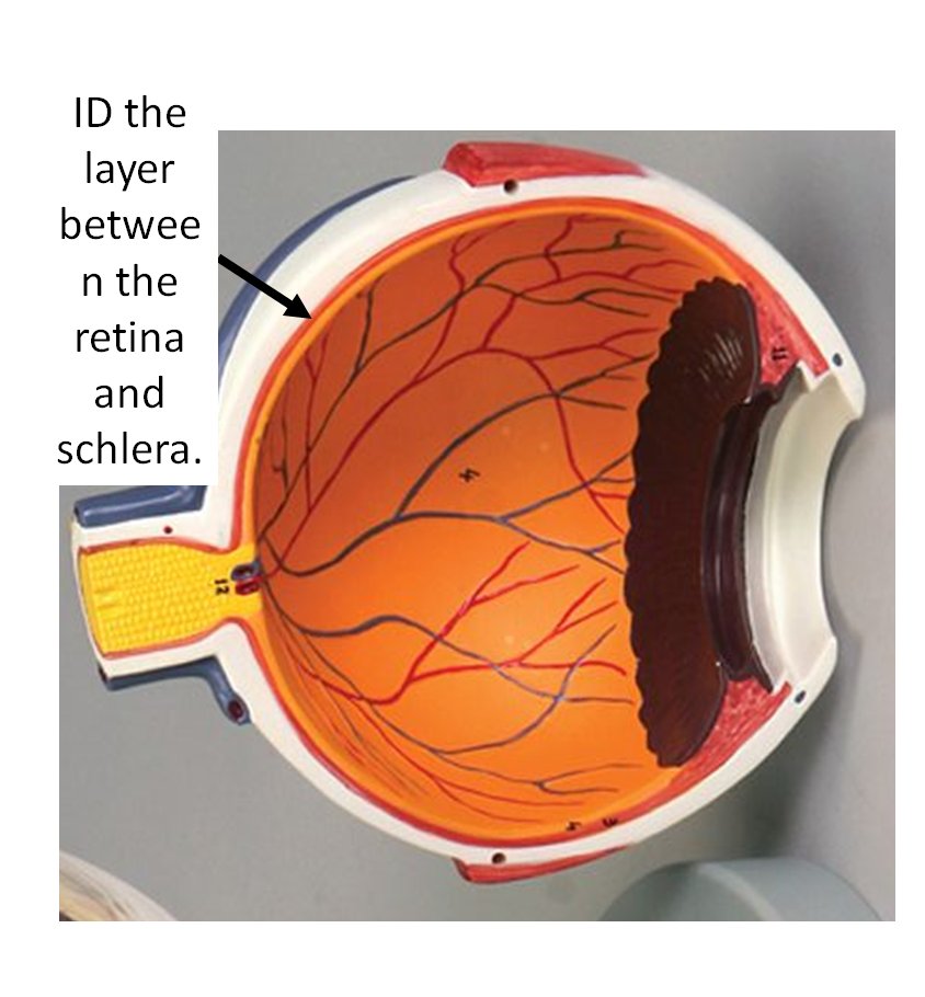 Eye and Ear Flashcards Memorang