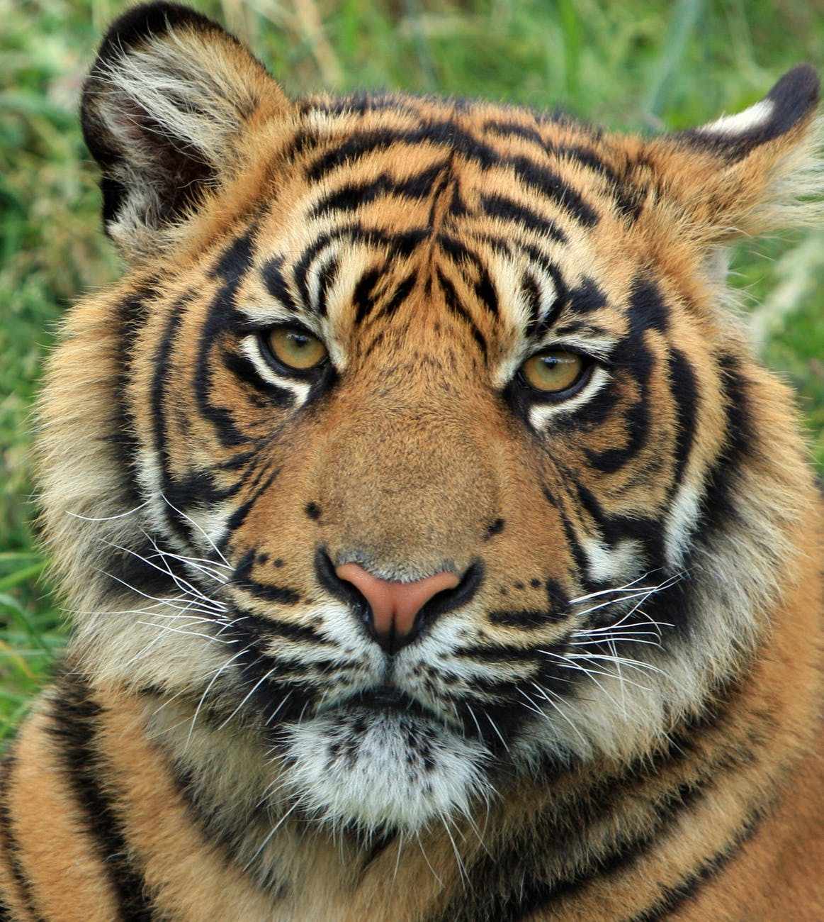 Felines Flashcards | Memorang