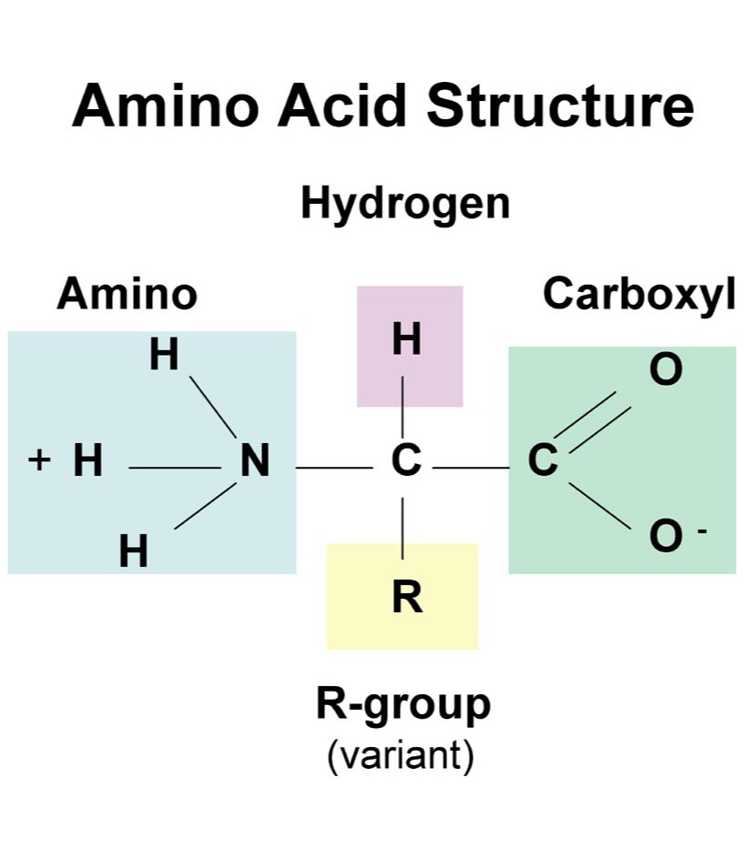 Amino Acids Flashcards Memorang
