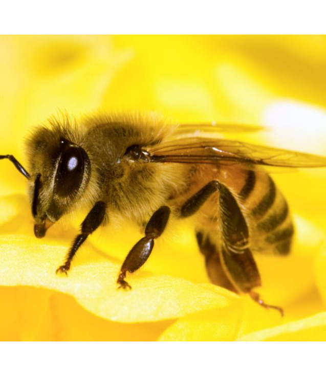 les abeilles Flashcards Memorang