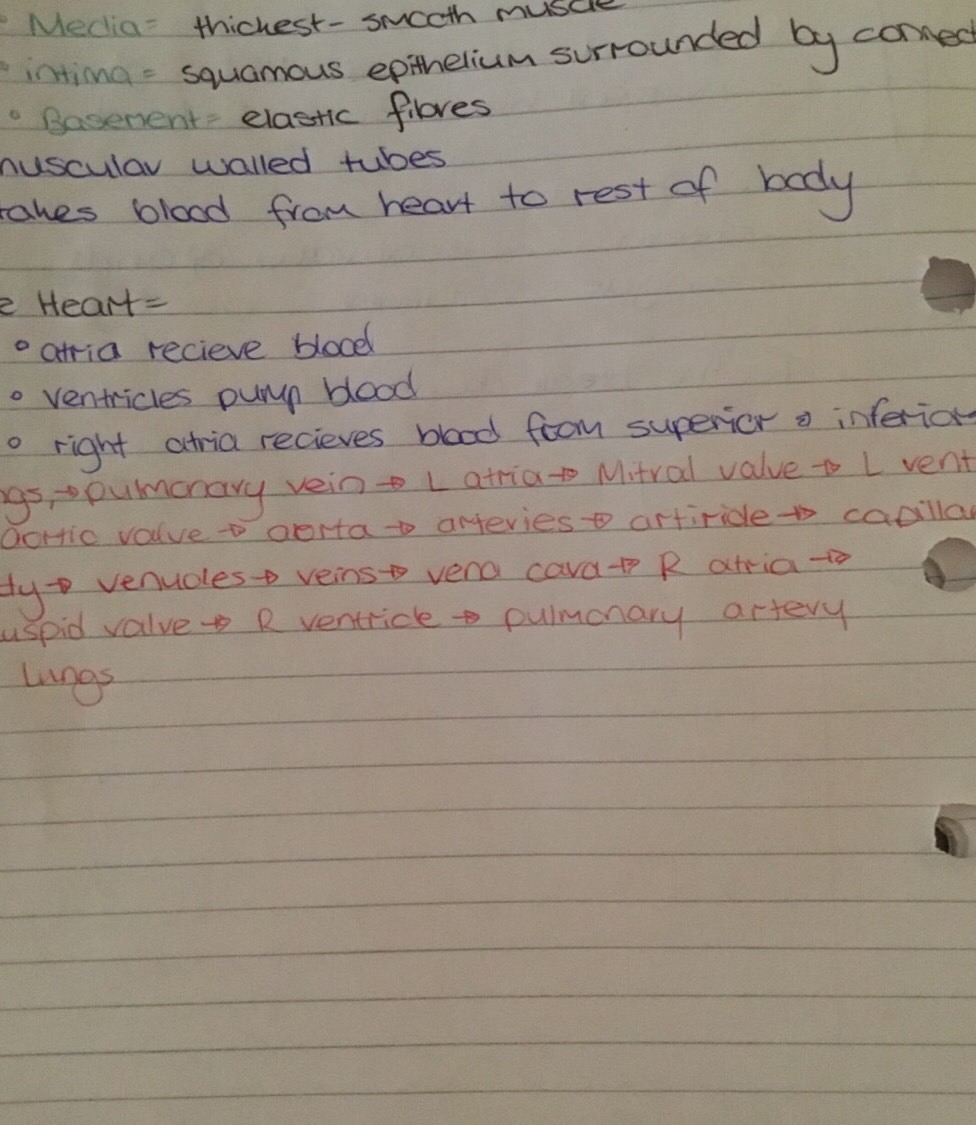 Human Biology Flashcards Memorang