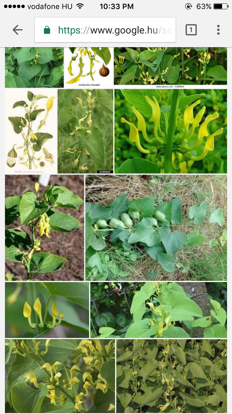 Botany Flashcards Memorang