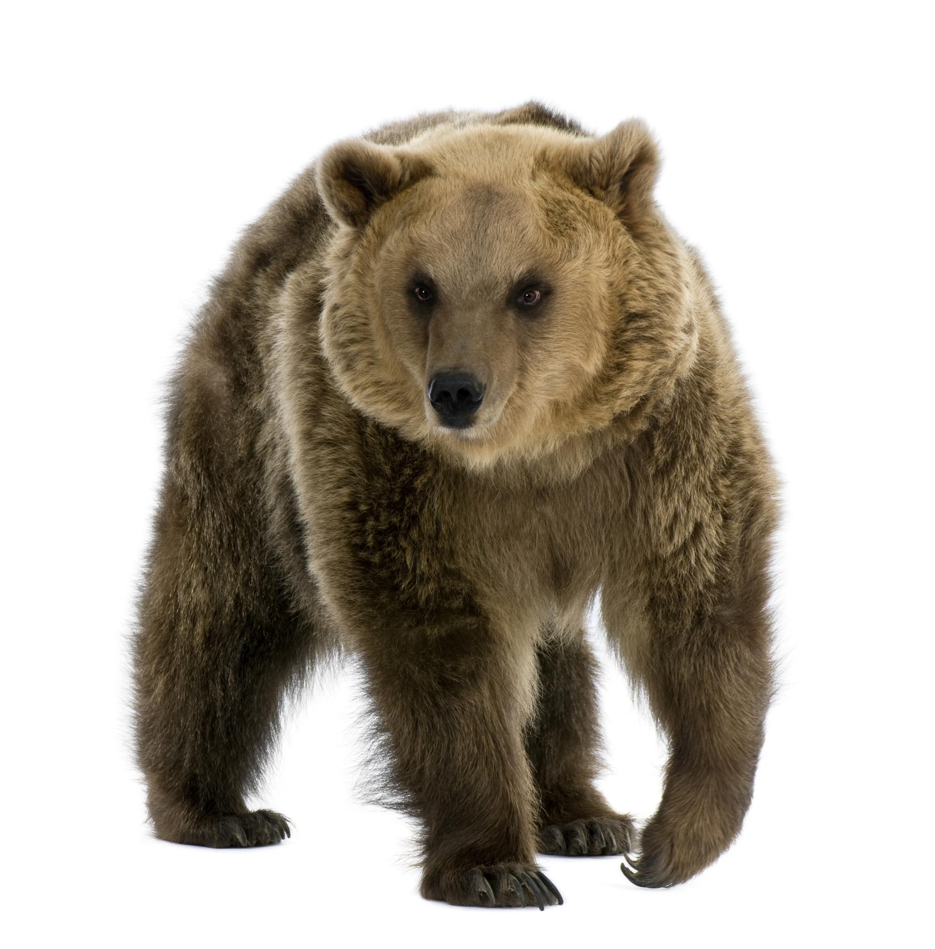 Slavic Animal Zodiac Flashcards | Memorang