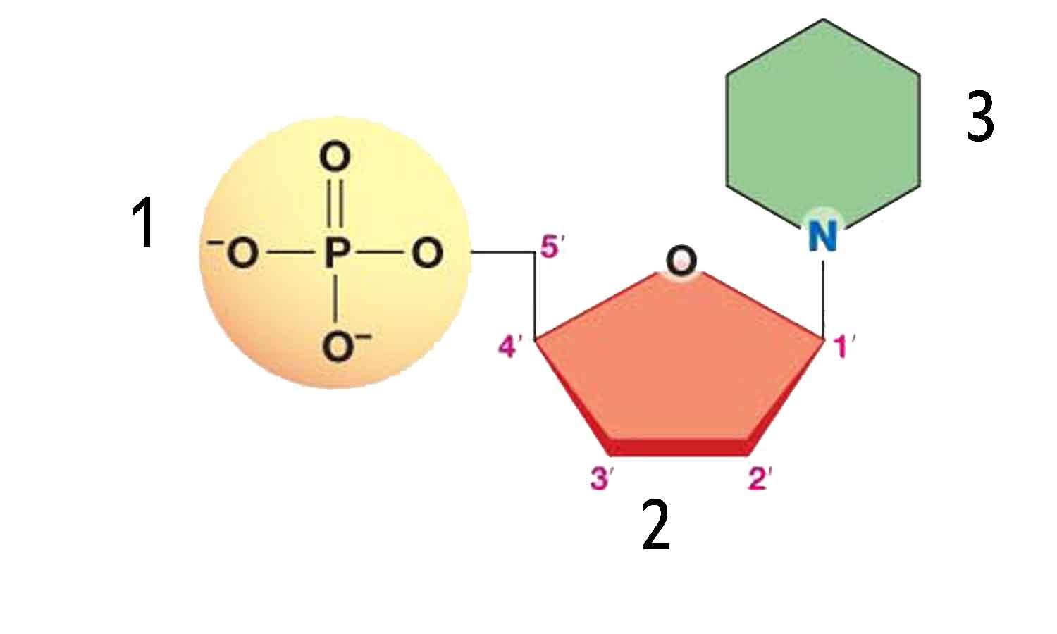 Biology Nucleic acids Flashcards Memorang