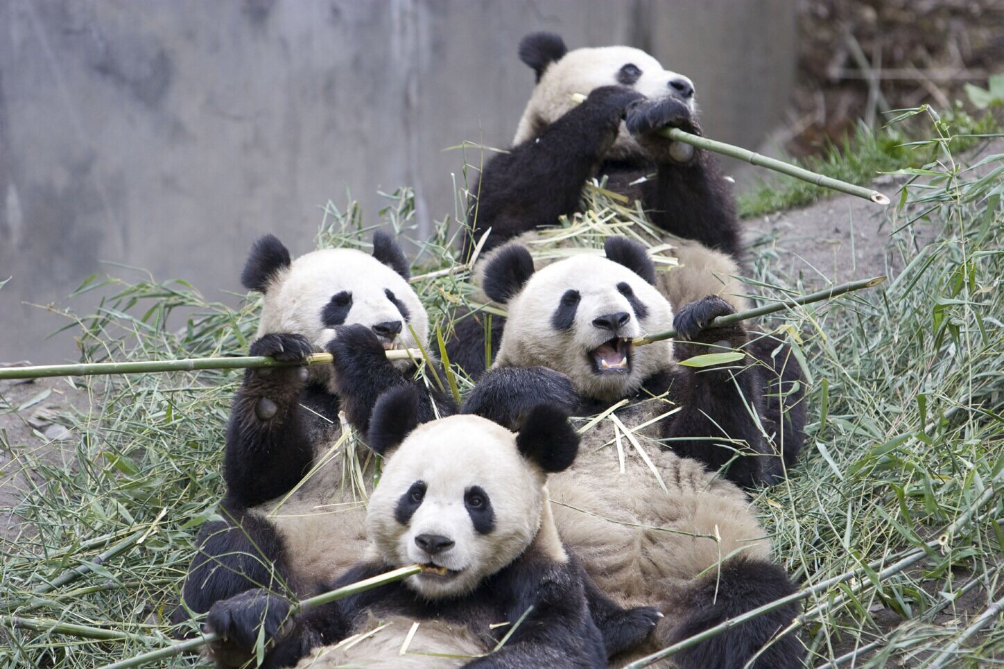 All About Pandas Flashcards Memorang All About Pandas Flashcards Memorang