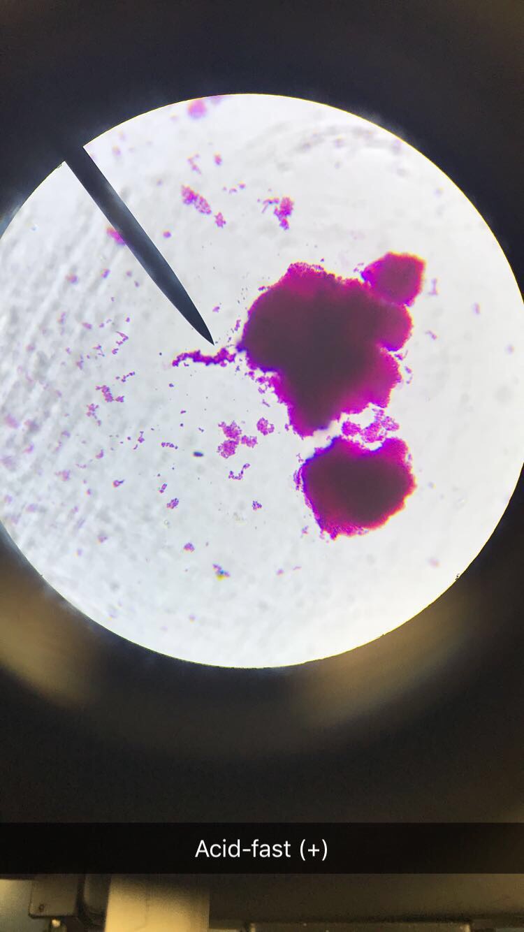 Microbiology Lab Flashcards vrogue.co