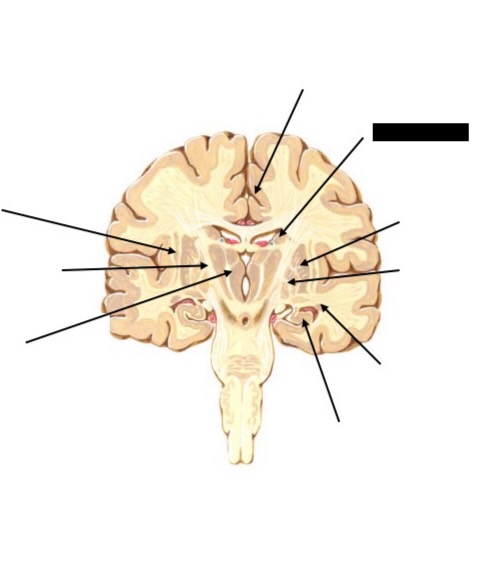 Basal ganglia anatomy Flashcards | Memorang