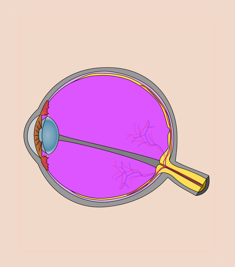 Eye Anatomy Flashcards Memorang
