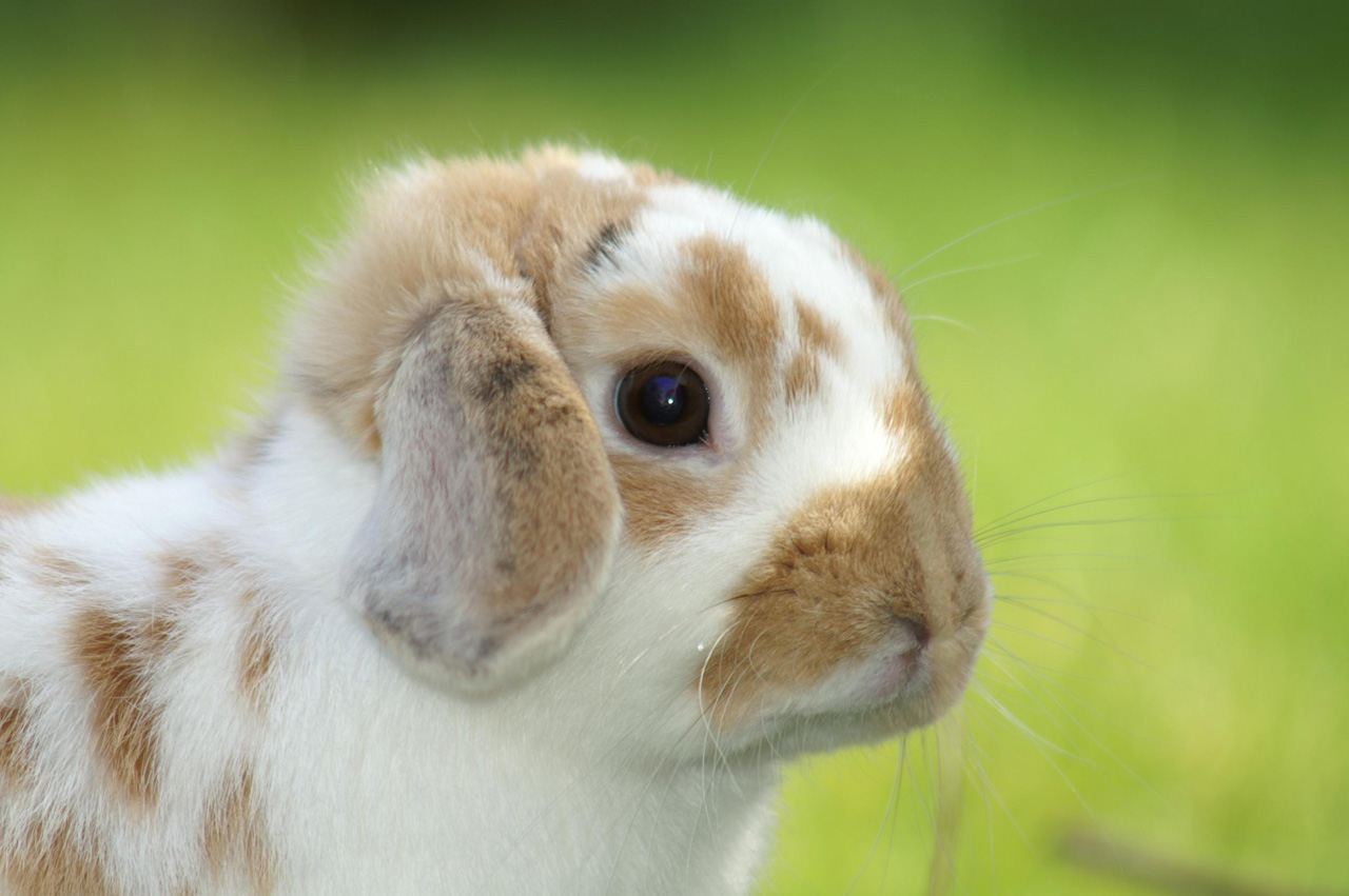 Animals Flashcards Memorang