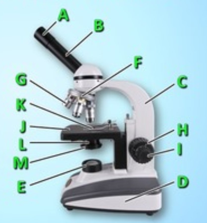 Parts of the Microscope Flashcards Memorang