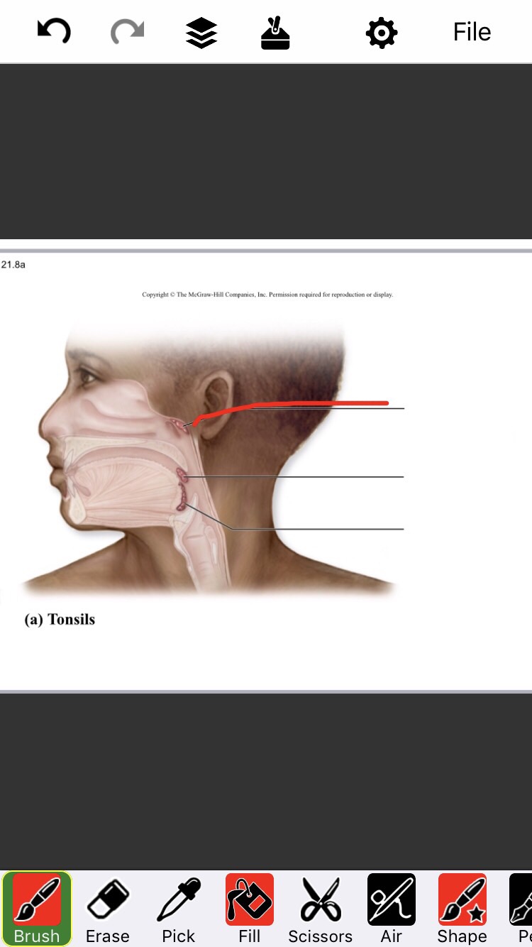 Lymphatic System Flashcards Memorang