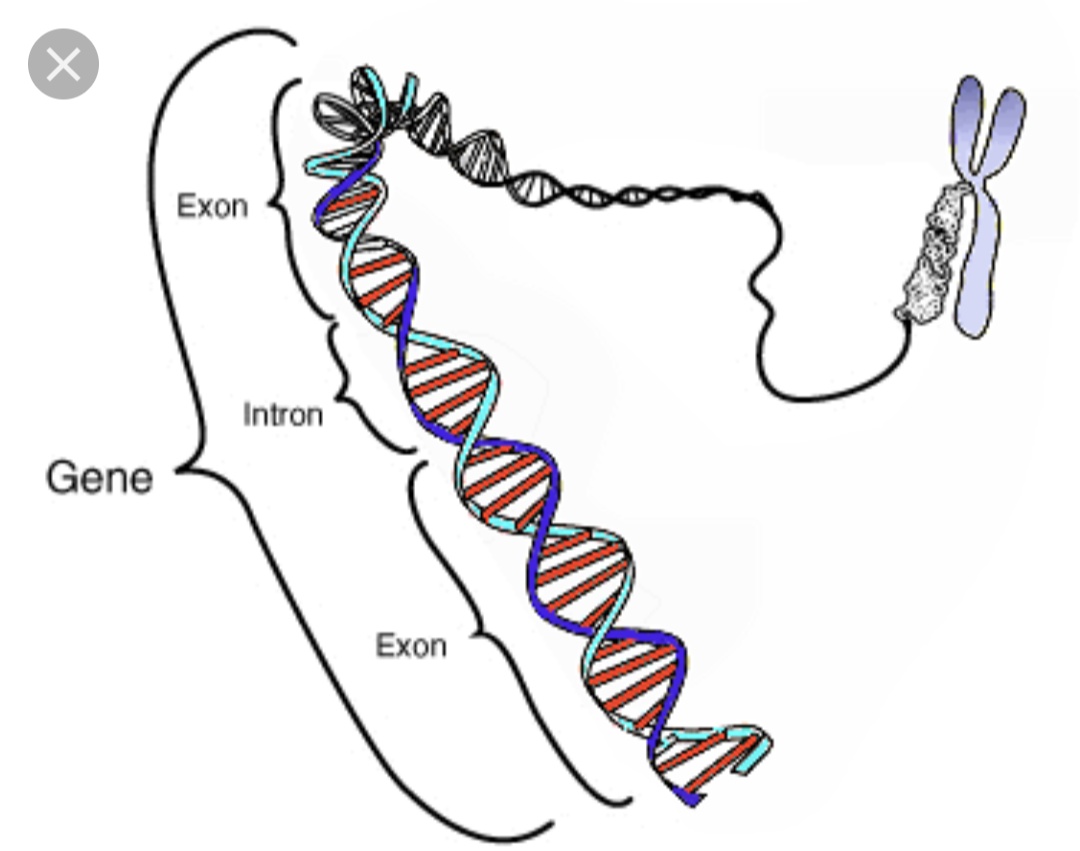 GENE Flashcards | Memorang