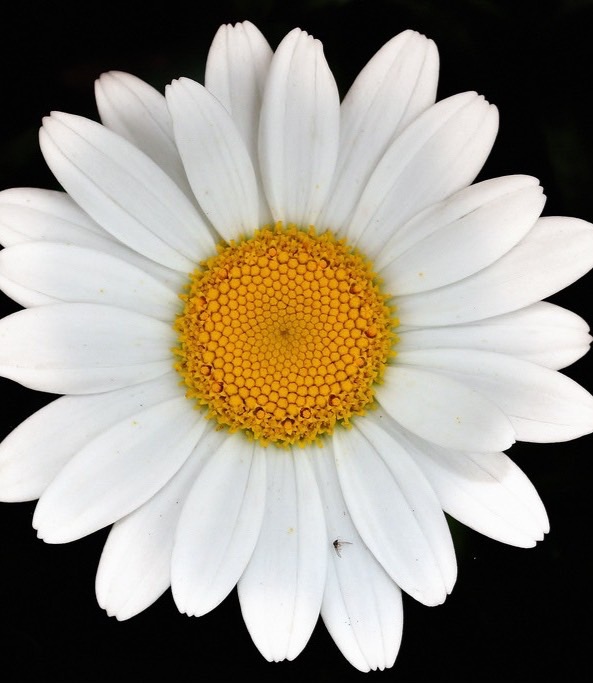 Types of flowers Flashcards Memorang