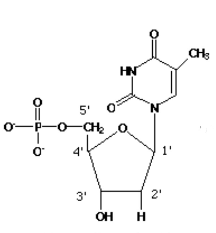 Unit 8 (ICS) Flashcards Memorang