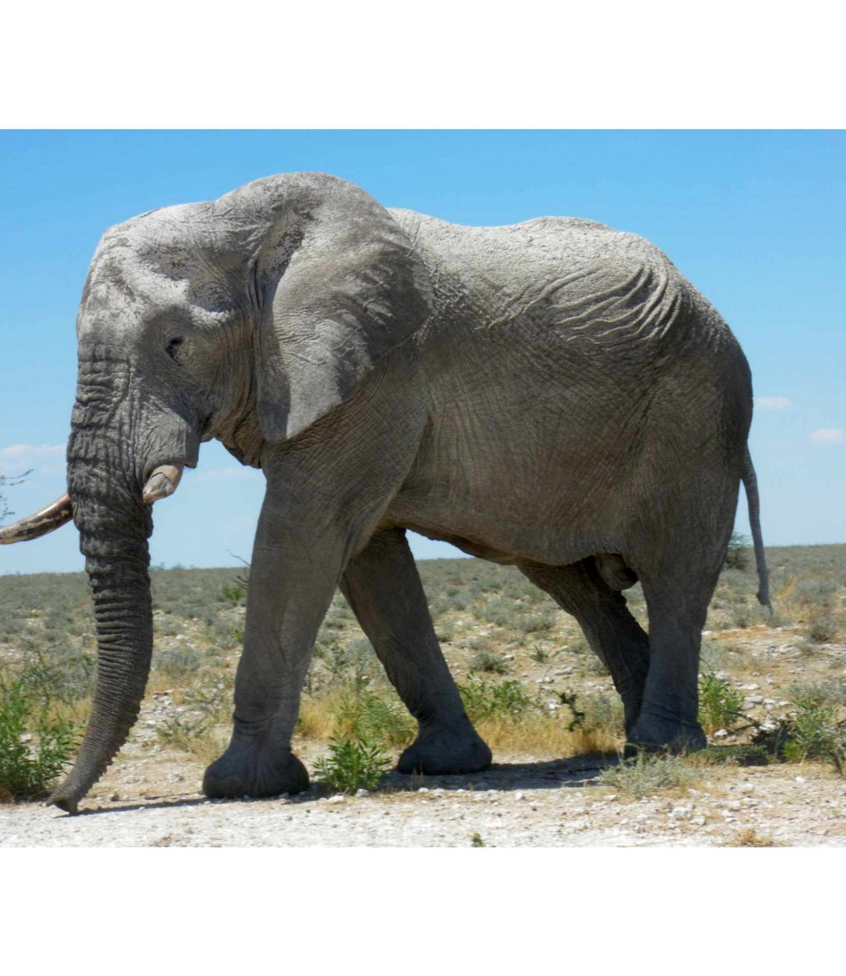 Zoo Animals Flashcards Memorang