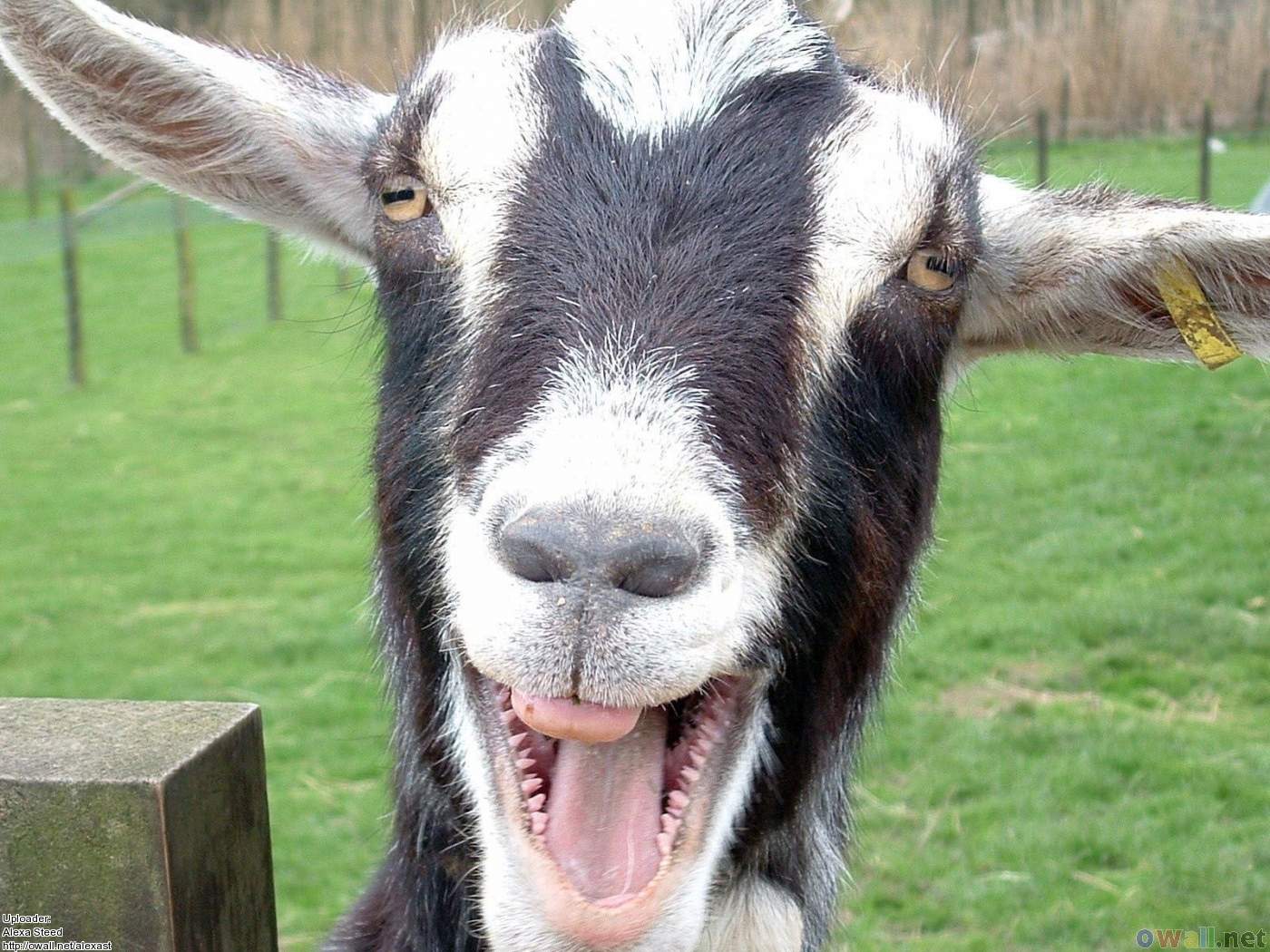goat Flashcards | Memorang