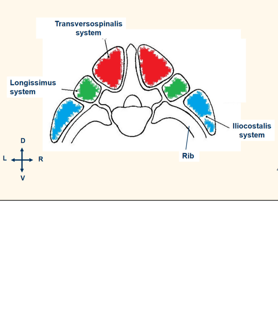 Body wall Flashcards | Memorang