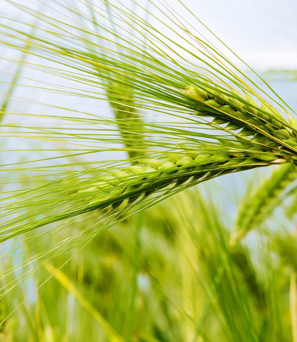 Plant Identification Flashcards Memorang