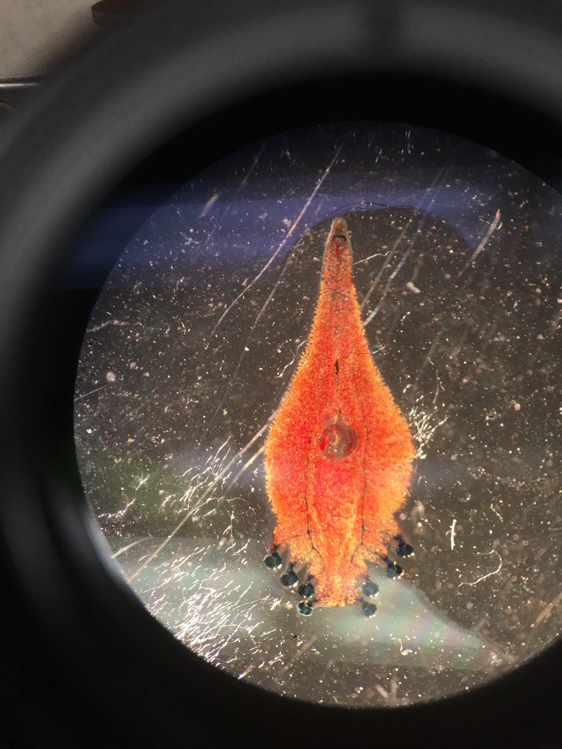 EEMB Lab 1 Flashcards | Memorang