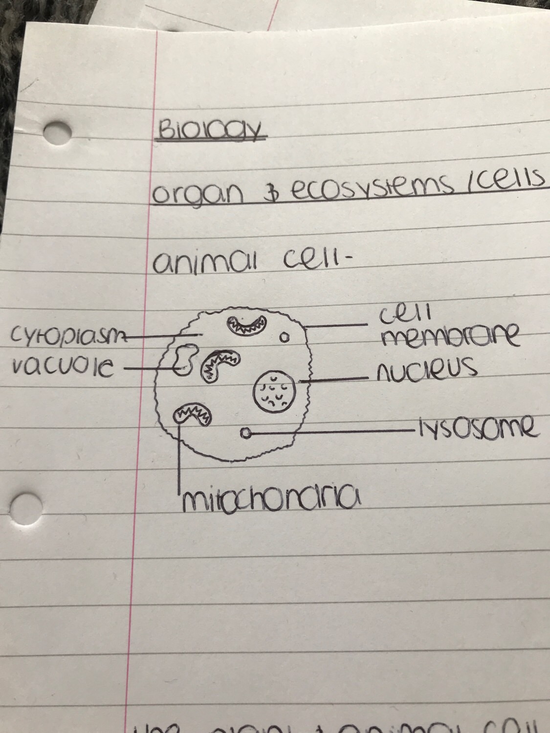 Biology Flashcards Memorang