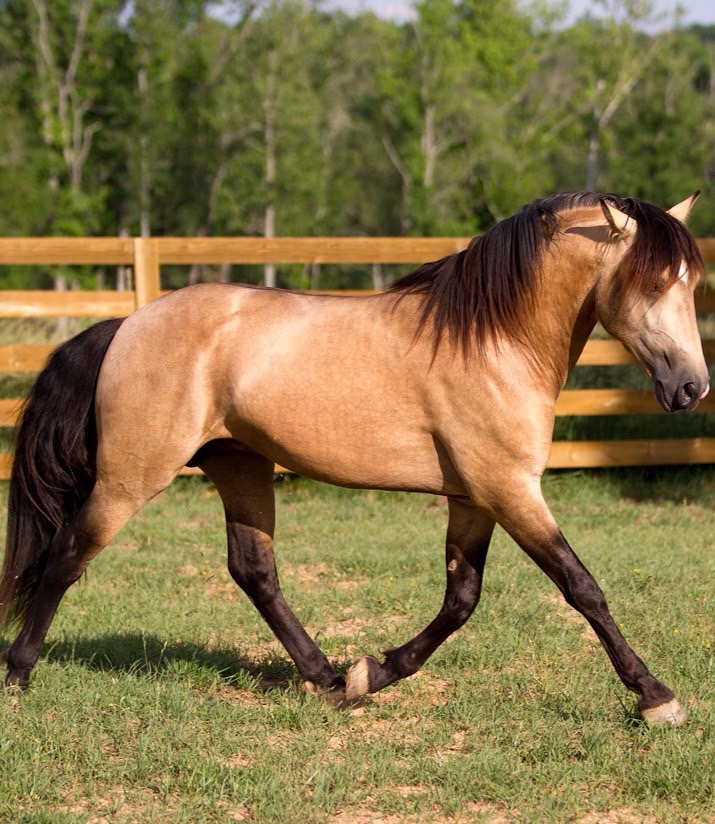 Horse colours Flashcards | Memorang