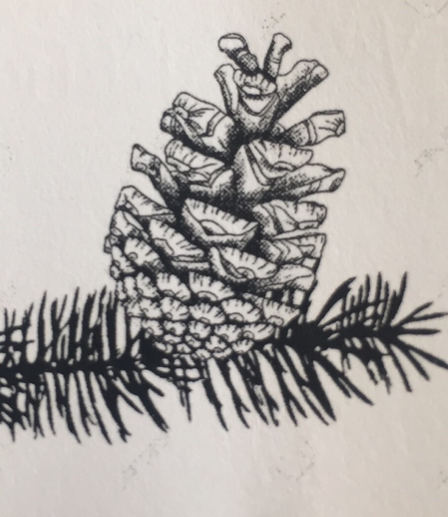 Horticulture Flashcards Memorang