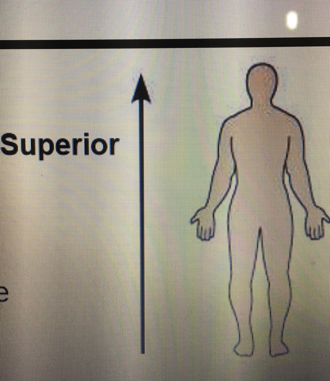Directional terms Flashcards Memorang