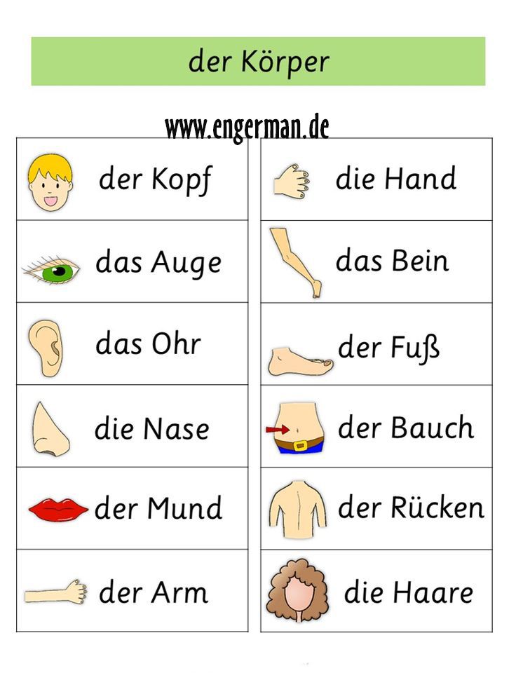 Der Körper Flashcards | Memorang