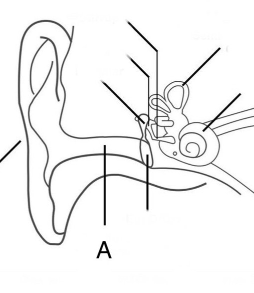 Parts of the ear Flashcards | Memorang