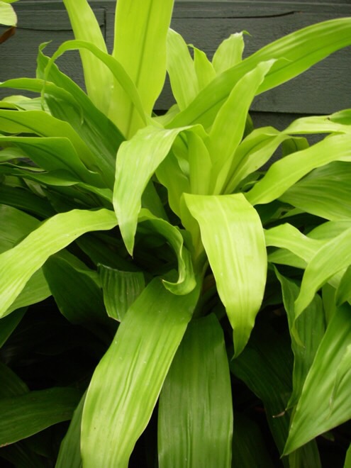 indoor-plant-identification-flashcards-memorang