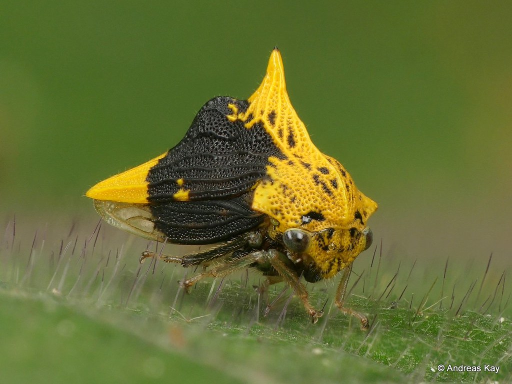 Hemiptera Flashcards Memorang