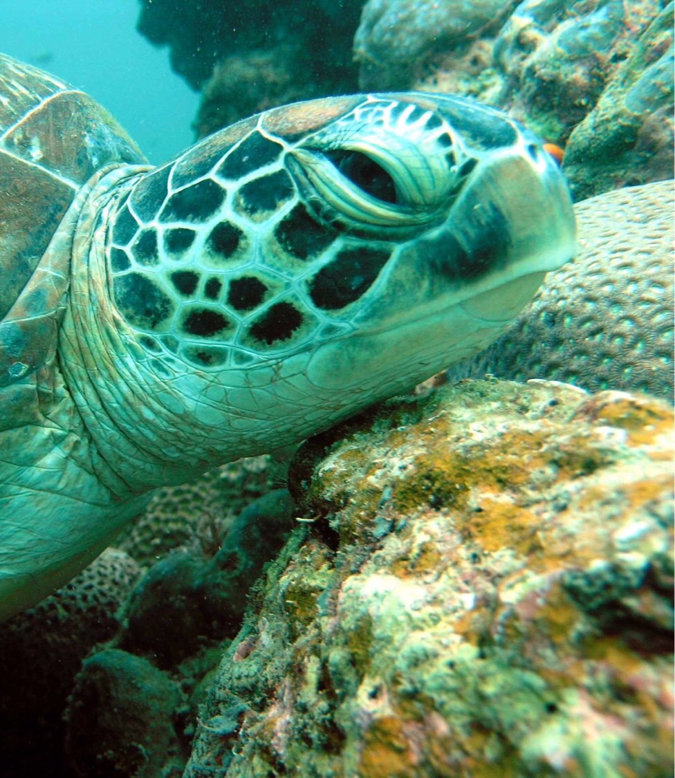 Sea turtles Flashcards | Memorang