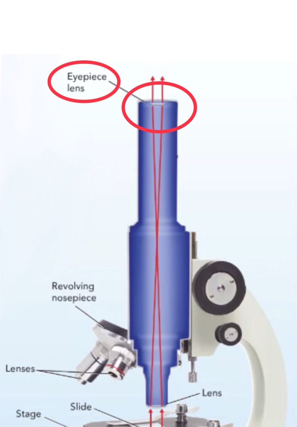 Parts of a Microscope Flashcards Memorang