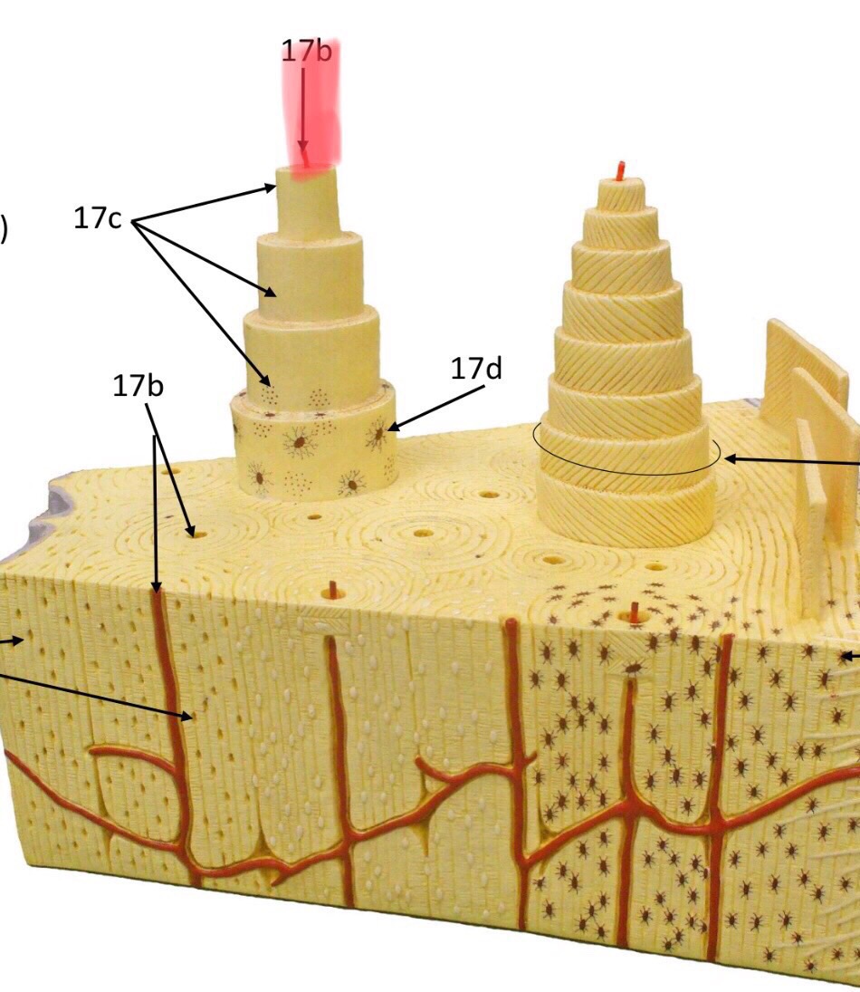 Axial Skeleton Flashcards Memorang Axial Skeleton Flashcards Memorang