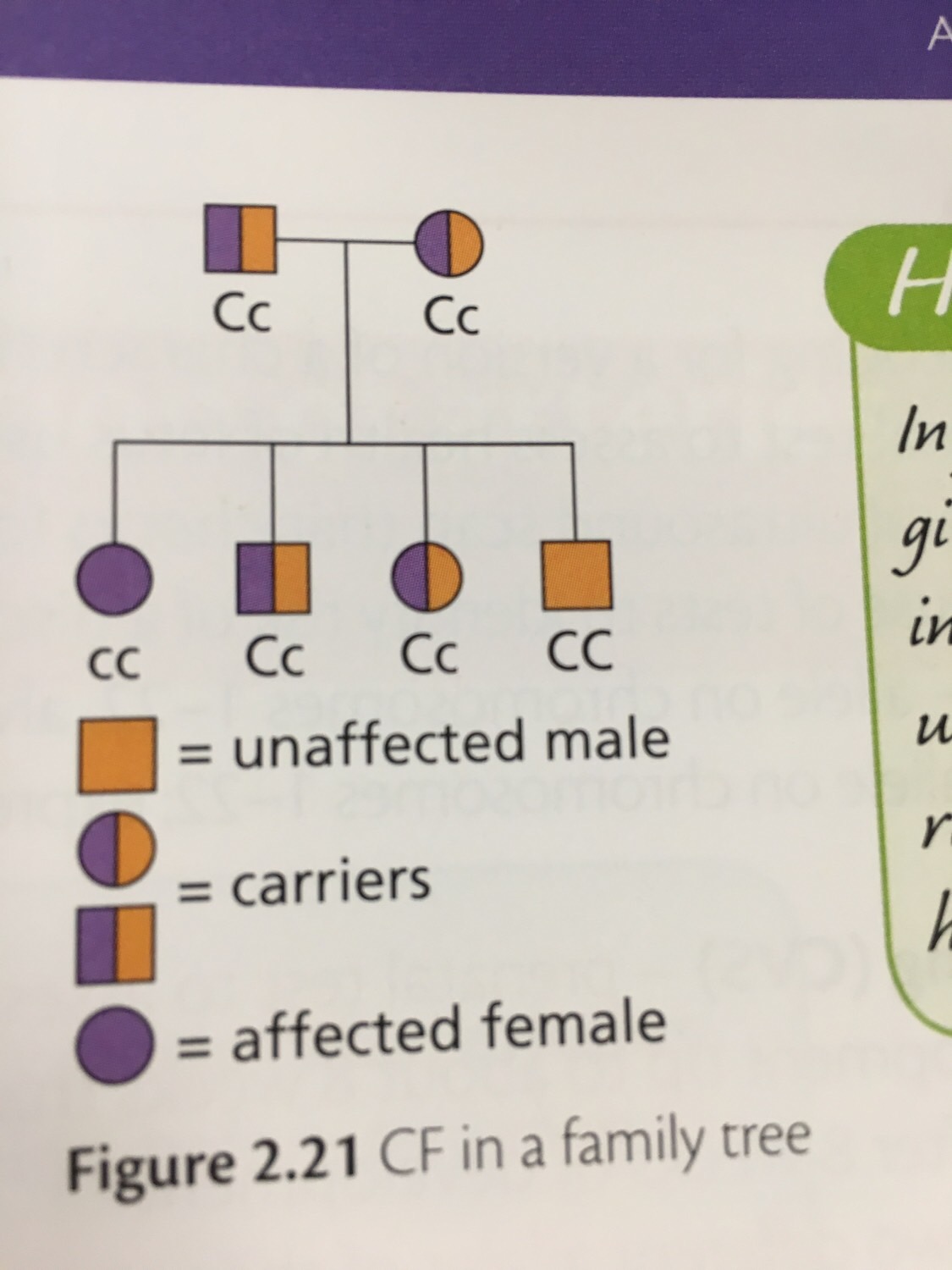Pedigree charts (SQA Higher Human Biology) Flashcards Memorang